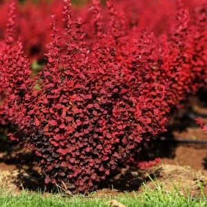 Саженец барбариса Ред Рокет (Red Rocket)