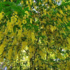 Саженец бобовника Альпийского