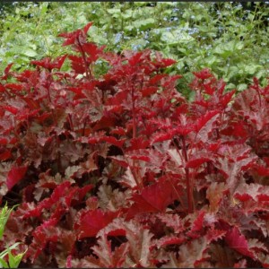 Саженец гейхеры мелкоцветковой Чоколейт Раффлз (Heuchera Chocolatte Rufless)