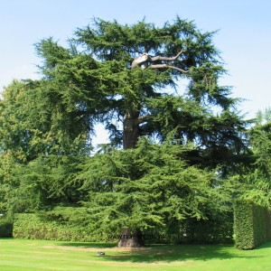 Саженец кедра Ливанского 40-60 см