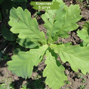 Саженцы дуба Черешчатый до 20 см -  комплект 5 шт.