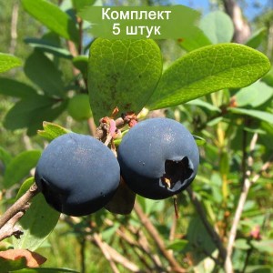 Саженцы голубики Эрли Блю (Early blue) -  комплект 5 шт.
