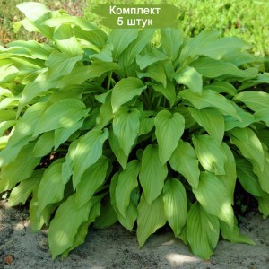Саженцы хосты гибридной Ханни беллз (Honeybells) -  комплект 5 шт.