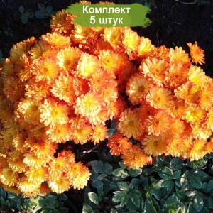 Саженцы хризантемы оранжевой мультифлоры Бран Бич Оранж (Branbeach Orange) -  комплект 5 шт.