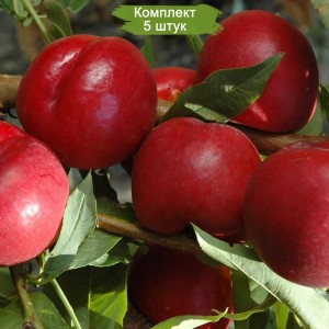 Саженцы нектарина Рубиновый 7 -  комплект 5 шт.