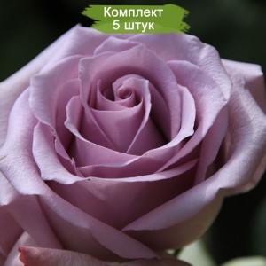 Саженцы чайно-гибридной розы Оушен Сонг (Ocean Song) -  комплект 5 шт.