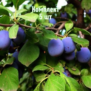 Комплект 5шт / Слива Вечерний звон