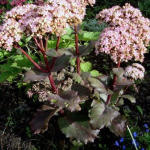 Саженец очитка (седум) Крейзи Рафлз (Crazy Ruffles)