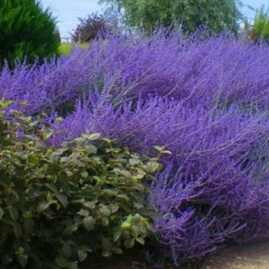 Саженец Перовскии лебедолистной Голубой Шпиль