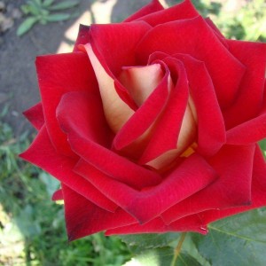 Саженец чайно-гибридной розы Блю Бель (Blue Bell)