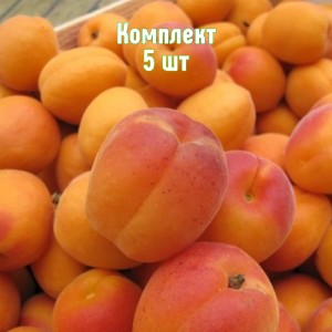 Комплект 5шт / Абрикос Снежинский