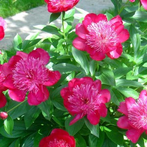 Саженец пиона Nippon Parade (Ниппон Парад )